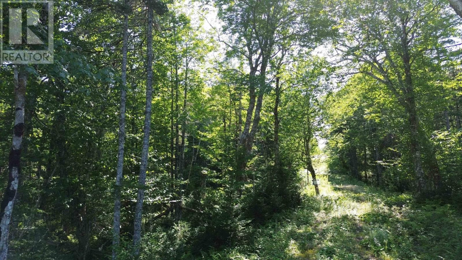 13 acre wooded lot near Lynches River, photo 1