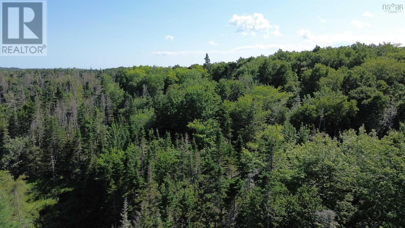 13 acre wooded lot near Lynches River, photo 4