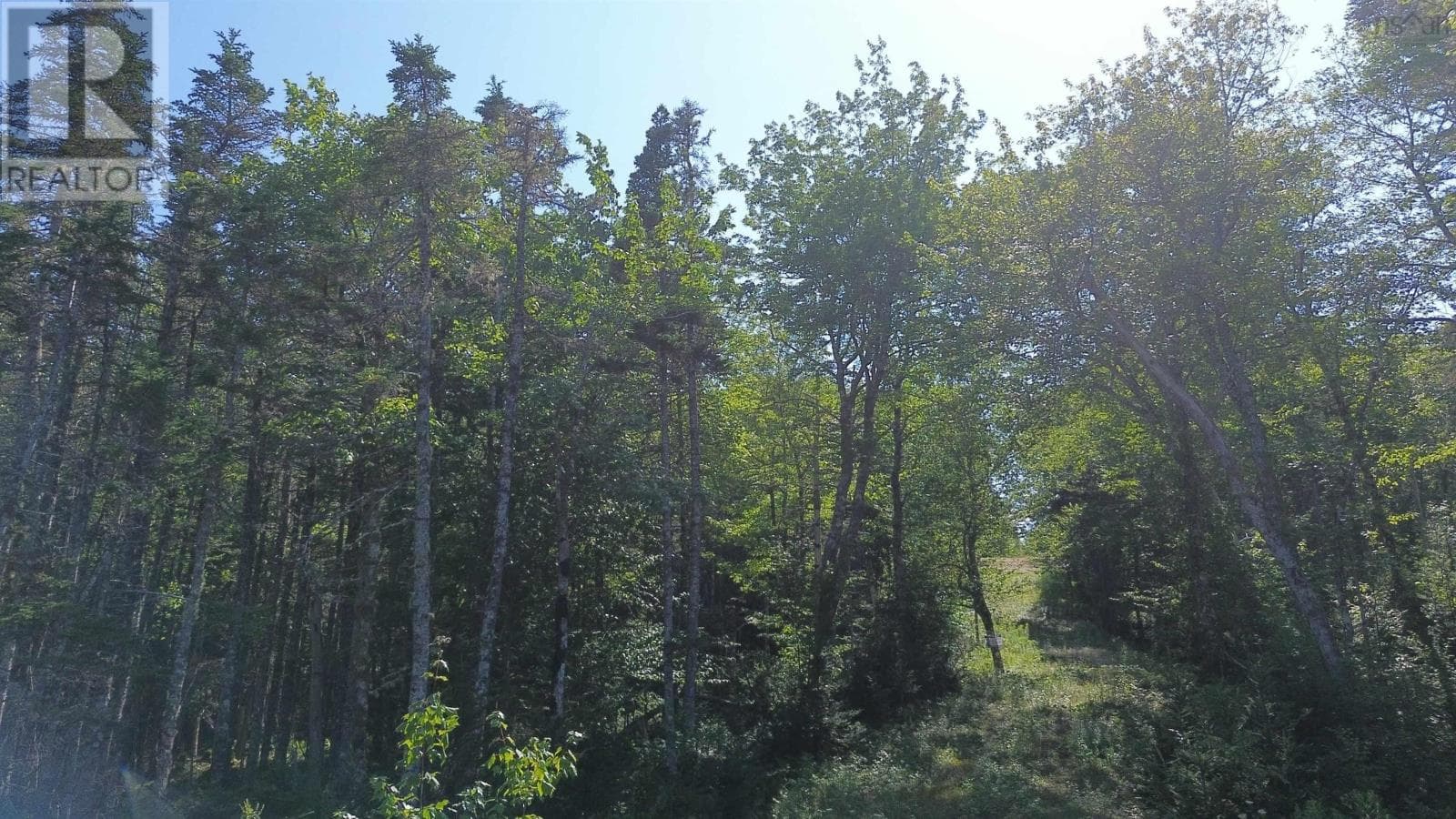 13 acre wooded lot near Lynches River, photo 5