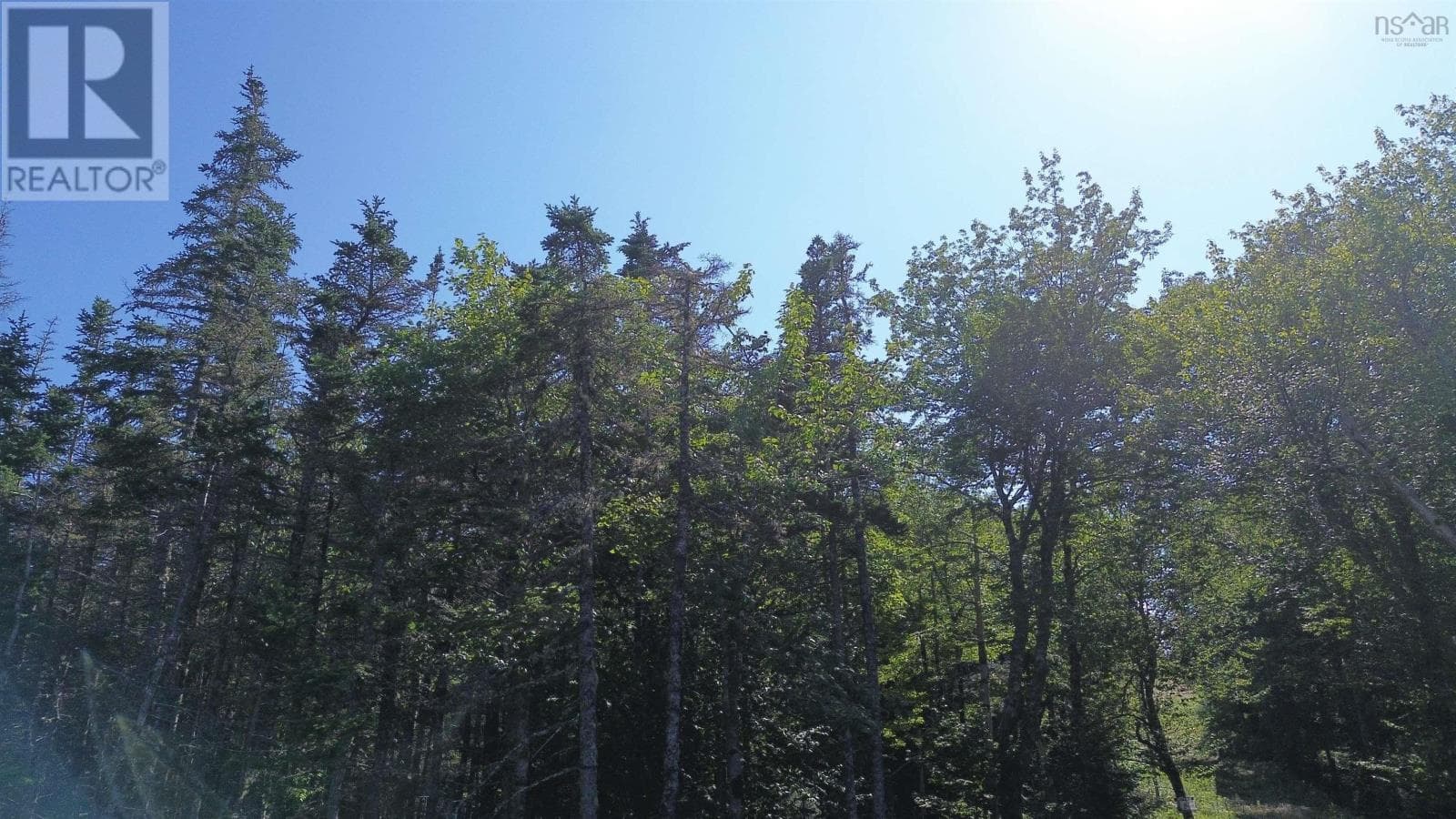 13 acre wooded lot near Lynches River, photo 6