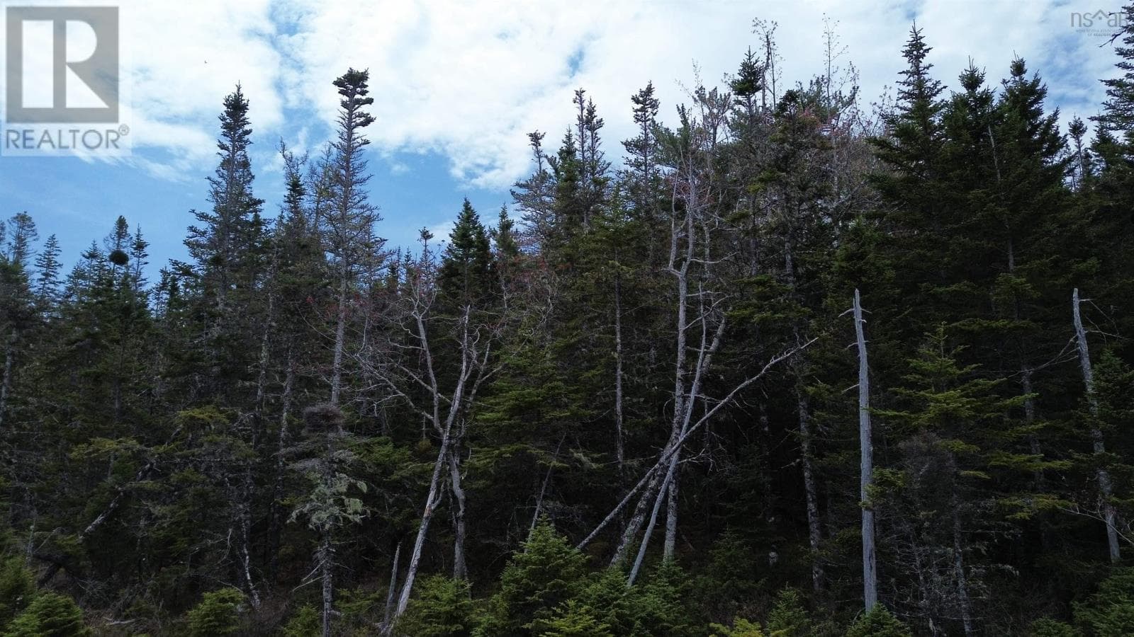 Private wooded building lot near River Bourgeois, photo 6